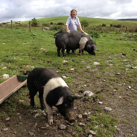Burren Glamping Villa Kilfenora Esterno foto