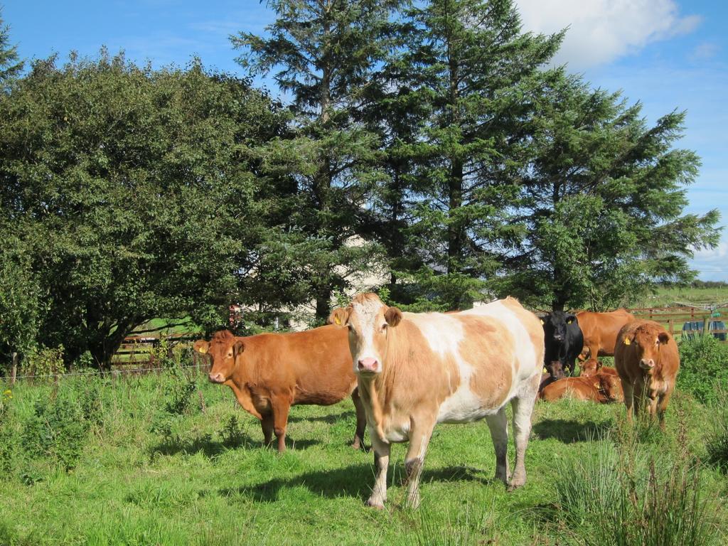 Burren Glamping Villa Kilfenora Esterno foto